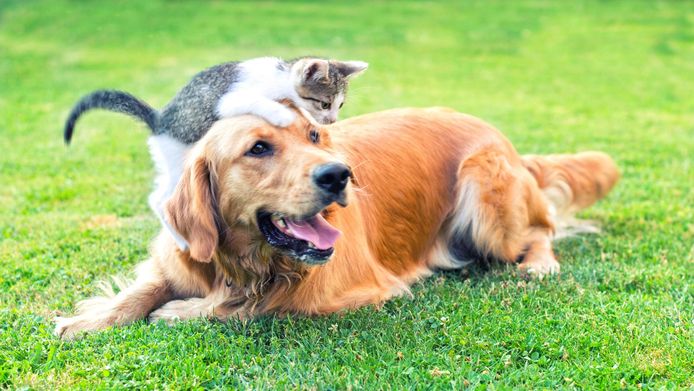 In principe kunnen honden en katten het nieuwe coronavirus niet oplopen.