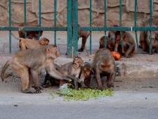 Des singes dressés pour voler de l’argent arrêtés en Inde