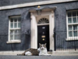 Kat Larry viert 10-jarig jubileum als officiële muizenjager van Downing Street 10