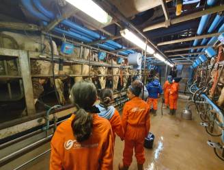 Tongerse kinderen ontdekken landbouwsector tijdens STEMmig Boeren Dag