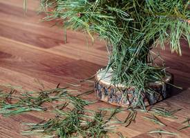 Zo verwijder je de kerstboom zonder een spoor van naalden