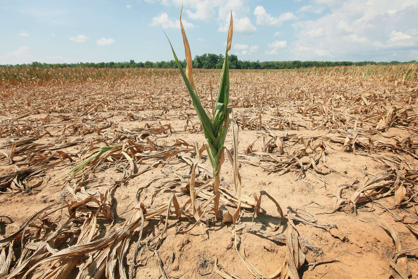Зерно голод. Засуха в России. Засуха в сельском хозяйстве. Засуха пшеница. Снижение урожая.