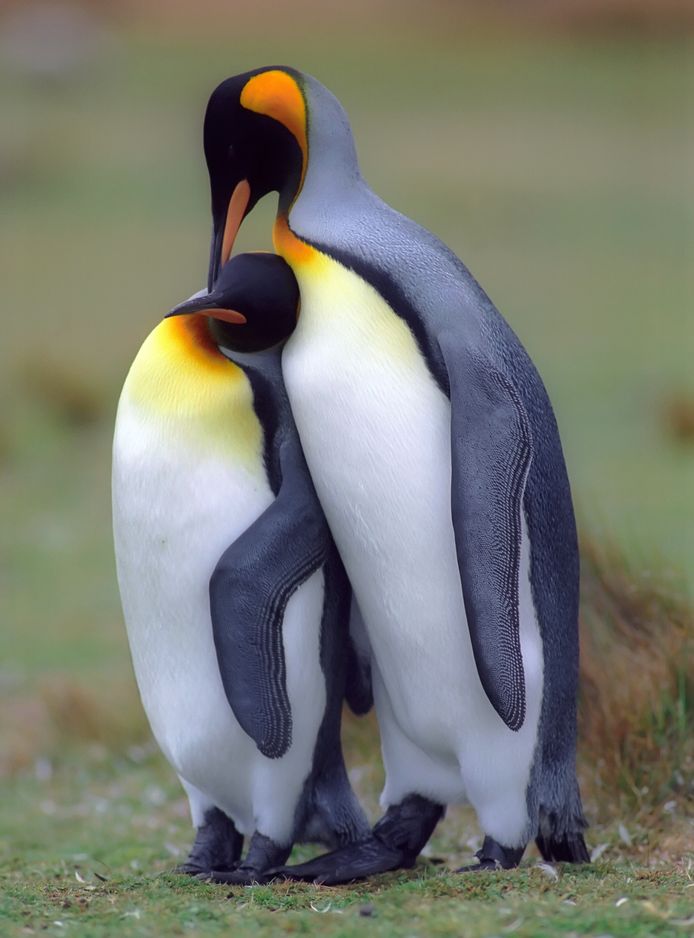 Verliefde keizerspinguïns op de Falklandeilanden.