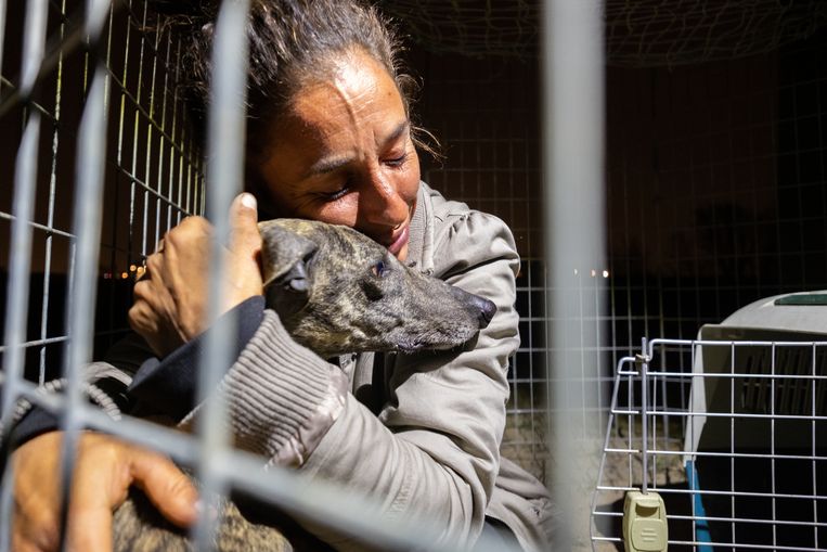 Lara Mena Amo van SOS Rescue omarmt de angstige jachthond nadat ze deze heeft gevangen. Beeld Eline van Nes