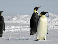 Des colonies de manchots menacées par un iceberg géant en Atlantique Sud