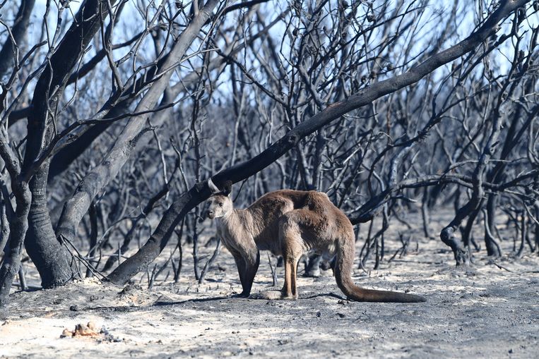 Op Kangaroo Island, voor de kust van Zuid-Australië, hebben de branden mogelijk duizenden kangoeroes en koala’s het leven gekost. Beeld EPA