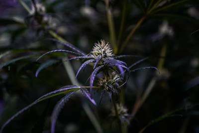 Schuur in Molenschot dicht na vondst hennepkwekerij