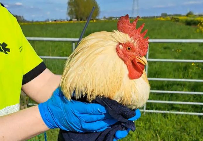 Haan met ‘ernstig misvormde poten’ gedumpt in Alblasserbos, dierenasiel ...