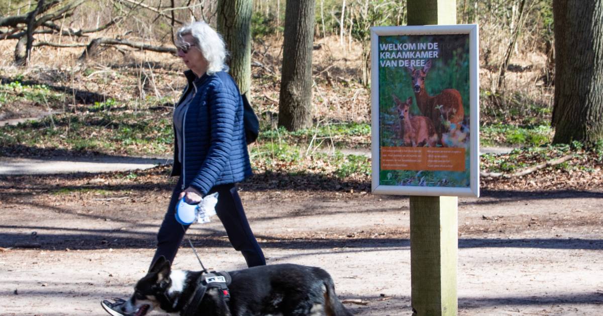 Uw hond niet aan de lijn tijdens broedseizoen? Boete kan oplopen tot zevenhonderd euro Zeeland