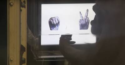 Chimpansee doorgrondt steen-papier-schaar in 307 pogingen