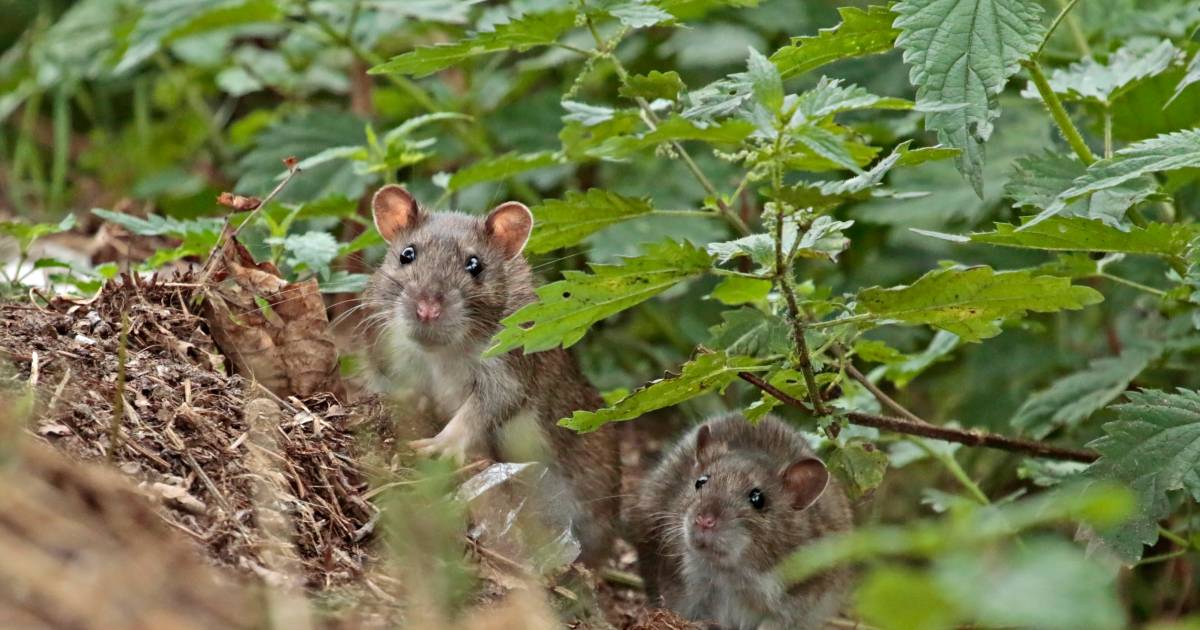 rat voor mijn rad op het fietspad de vallei gelderlander nl