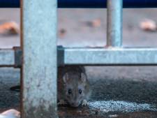 Dik honderd kadavers is niet genoeg: rattenbestrijder gaat nog eens vier avonden op pad in Oosterhout