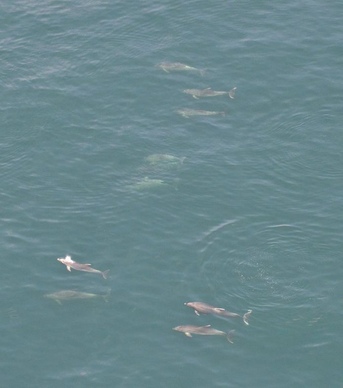 De dolfijnen zwommen in noordelijke richting en zijn wellicht ook in Nederland te zien.