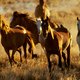 Verhit debat in Australië over afschieten ‘brumbies’