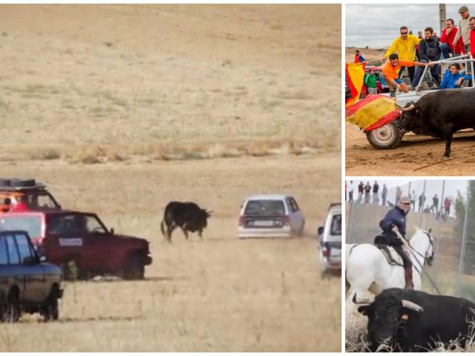 Barbaars: stieren opgejaagd door Spanjaarden in auto's