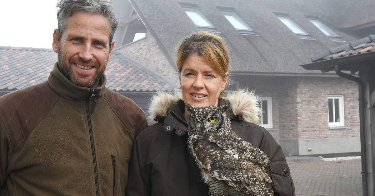 Voor deze roofvogels komen rijke sjeiks naar Langenboom - De Gelderlander