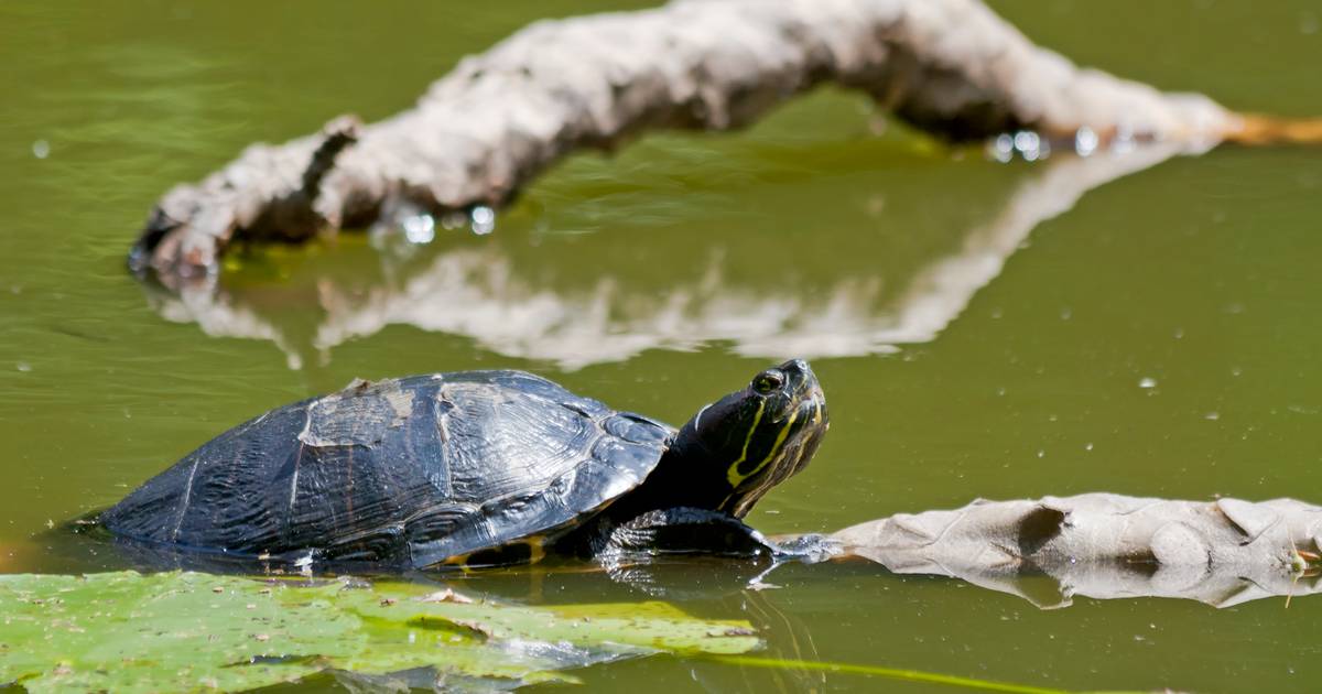 Hoe schildpadden het jaren overleven in recreatiegebied 't Weegje | Natuur om hoek (Groene Hart) | AD.nl