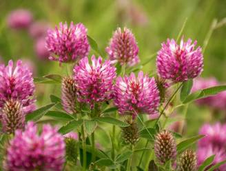 Vanaf maandag kunnen Zemstenaren gratis bloemzakjes ophalen