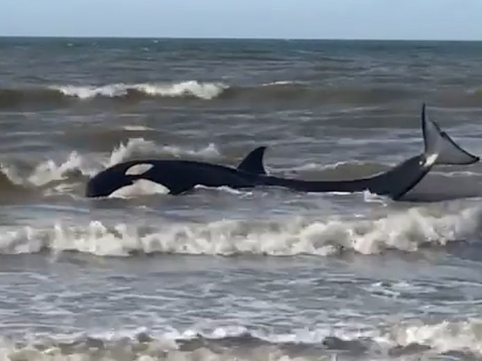 Zaterdagnamiddag spoelde de orka een eerste keer aan voor de kust van Cadzand.