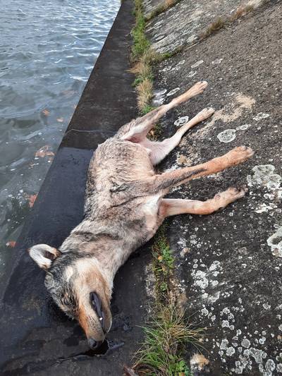 Zwervende wolf verdrinkt in Hasseltse Albertkanaal: “Mogelijk wolf die Limburgse roedel verliet”