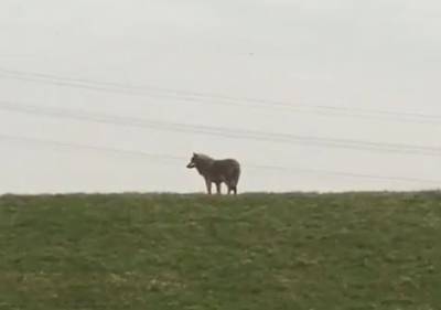 Wolf nu ook gesignaleerd bij Rees