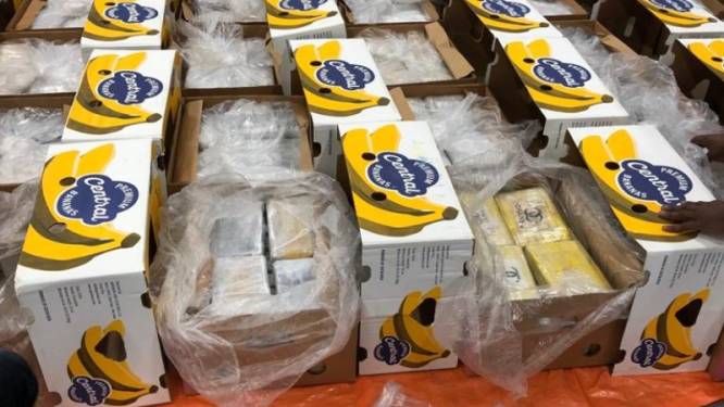 Criminelen hielden elkaar scherp in haven: ‘Maximaal 350 kilo coke per pallet bananen, anders worden ze geel’