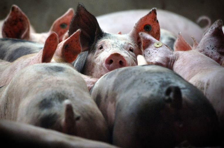Varkens in de intensieve veehouderij. Beeld Marcel van den Bergh / de Volkskrant