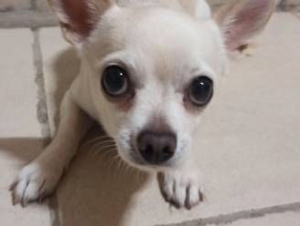“Si je le garde, je le tue”: un homme menace de tuer son chien parce qu’il a une gastro