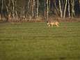 Trois moutons tués lors d'une probable attaque de loups dans le Limbourg