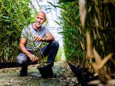 Alle panda's smullen van de bamboe van Leendert (57): ‘Xing Ya kauwt de hele dag op mijn scheuten’