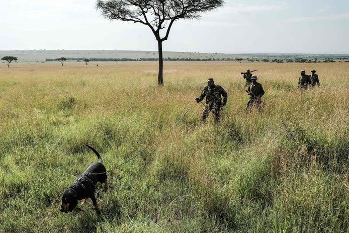 Keniaanse rangers trainen honden om stropers op te sporen in het natuurpark van de Masai Mara. De honden kunnen geursporen van zowel ivoor als wapens herkennen. Foto  Yasuyoshi Chiba
