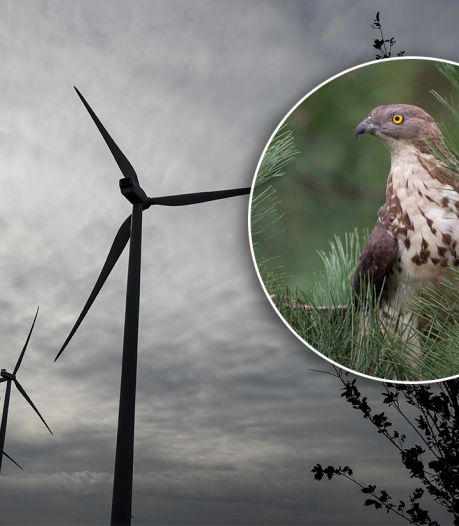 Wespendief blijkt niet te tellen: nieuwe tegenslag voor komst windmolens op de Veluwe