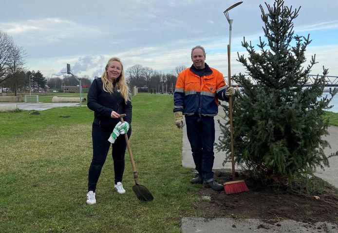 Michelle Witte, wijkcoördinator van de gemeente Terneuzen plantte de kerstboompjes met hulp van Michel de Ridder, groenuitvoerder van de gemeente.