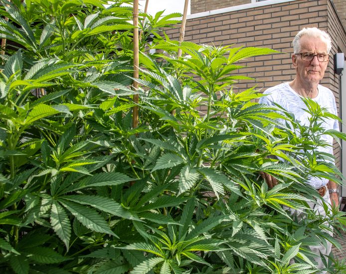 De 73-jarige Jan van Raalte heeft wietplanten in de tuin staan om zijn vrouw te helpen.
