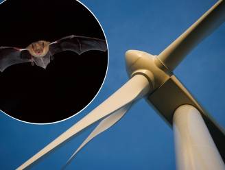 "Windmolens moeten stoppen met draaien als vleermuizen uitvliegen"