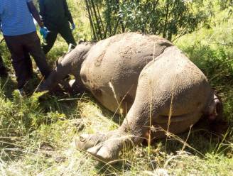 Na recente dood van 10 neushoorns verliest Kenia er alweer een: dier gedood door stropers