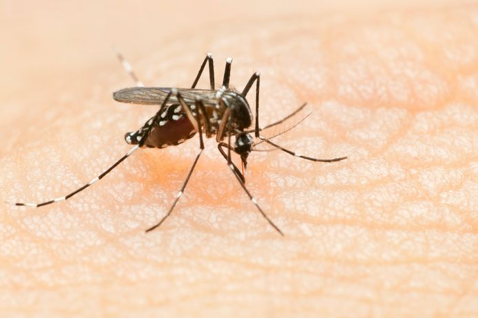 Het Instituut voor Tropische Geneeskunde kon geen malariamuggen meer aantreffen of een soort die malaria kan verspreiden.