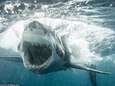 Reusachtige witte haai nadert Amerikaanse kustlijn maar “geen reden tot paniek" 