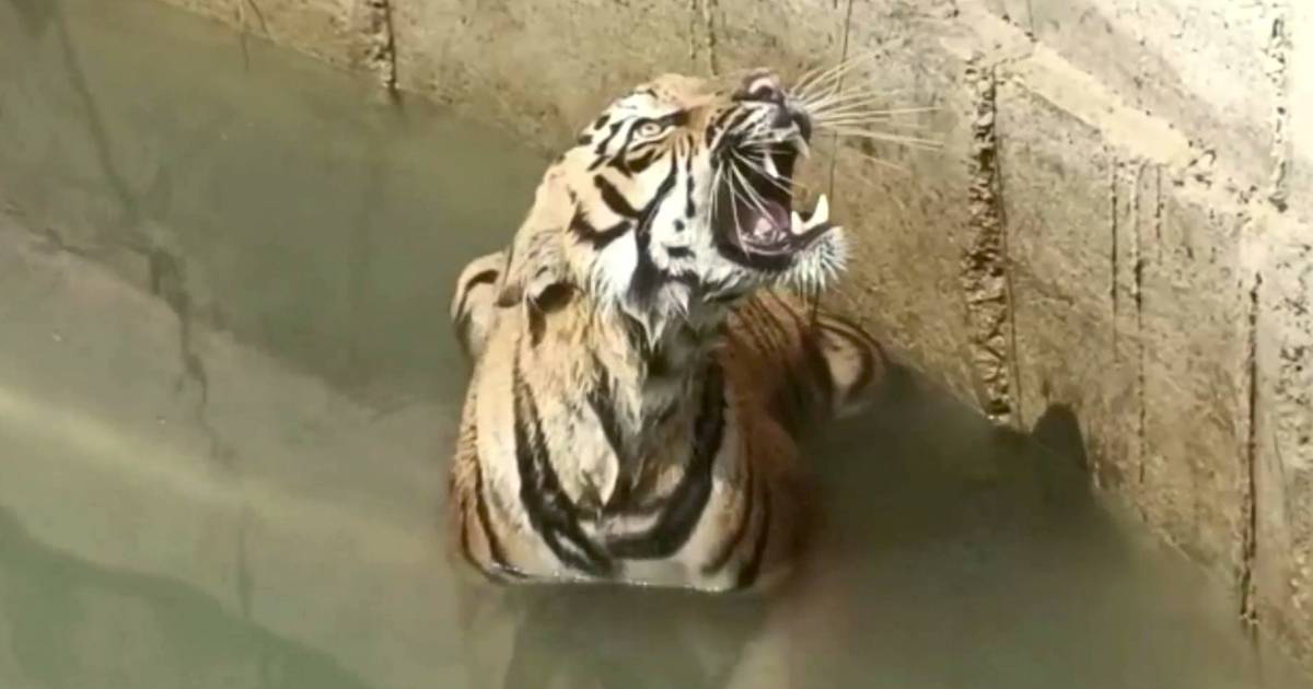 Sauvetage d'un tigre tomb?� dans un puits en Inde | Monde | 7sur7.be