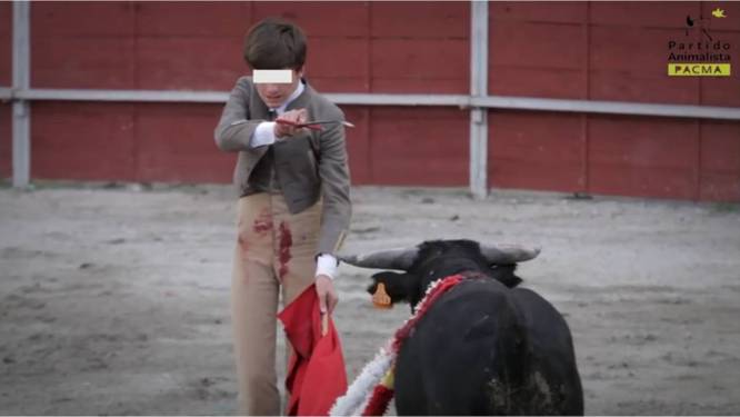 Schokkende beelden van matadorschool: 14-jarigen leren "gruwelijke sport"
