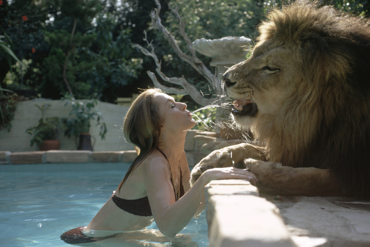 Actrice Tippi Hedren bij het zwembad met een van de leeuwen die bij het gezin woonden.  Beeld Foto the Life Picture Collection via Getty Images