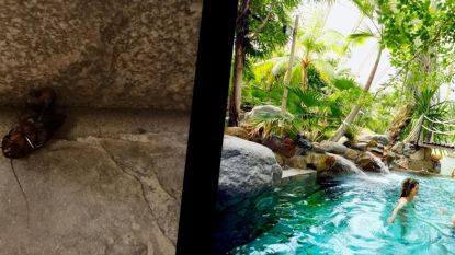 Kakkerlakkenplaag in De Vossemeren? “Wij zetten de kevers uit voor het onderhoud”