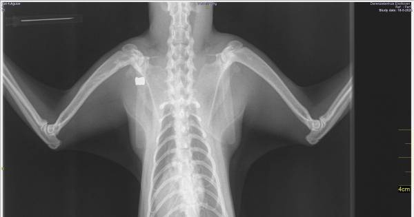 Verdachte kattenschutter Nuenen verhoord, wapen in beslag genomen.