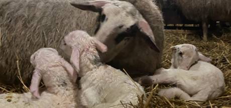 Lianne werd bestolen van fiets terwijl ze schaap hielp lammeren: ‘Was al een zware bevalling’