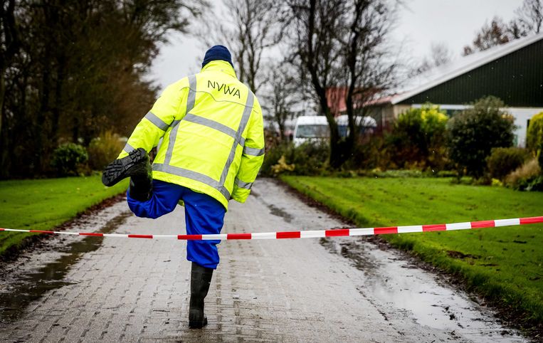 De NVWA ruimt de eenden van een bedrijf in Biddinghuizen. Beeld anp