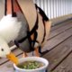 Video | Invalide eendje wordt liefdevol opgevoed
