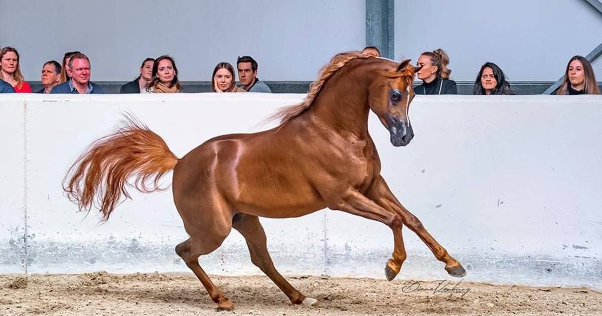De Vrienden van het Arabisch Paard zamelen 15.000 euro in voor De Schakel met van dekkingen van Arabische hengsten | Balen | hln.be
