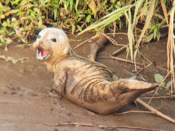 De zeehond werd gespot op de Nete langs de Gaslei in Lier.