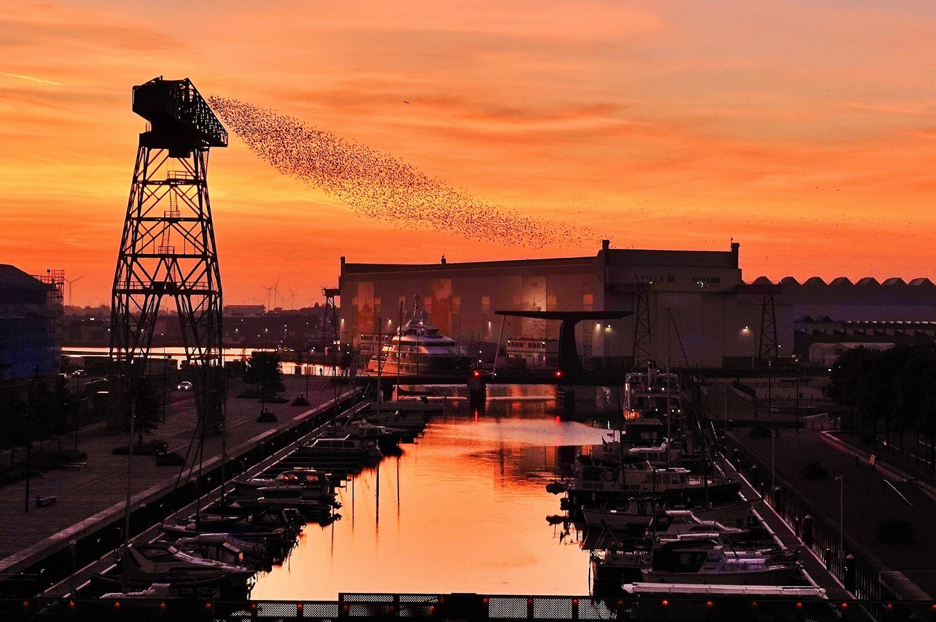MIJN FOTO Reuring boven de Stadshaven van Vlissingen Foto pzc.nl