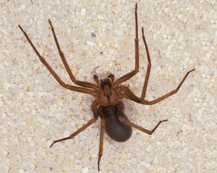 Araignée violoniste : taille, cas en France, photo, symptôme